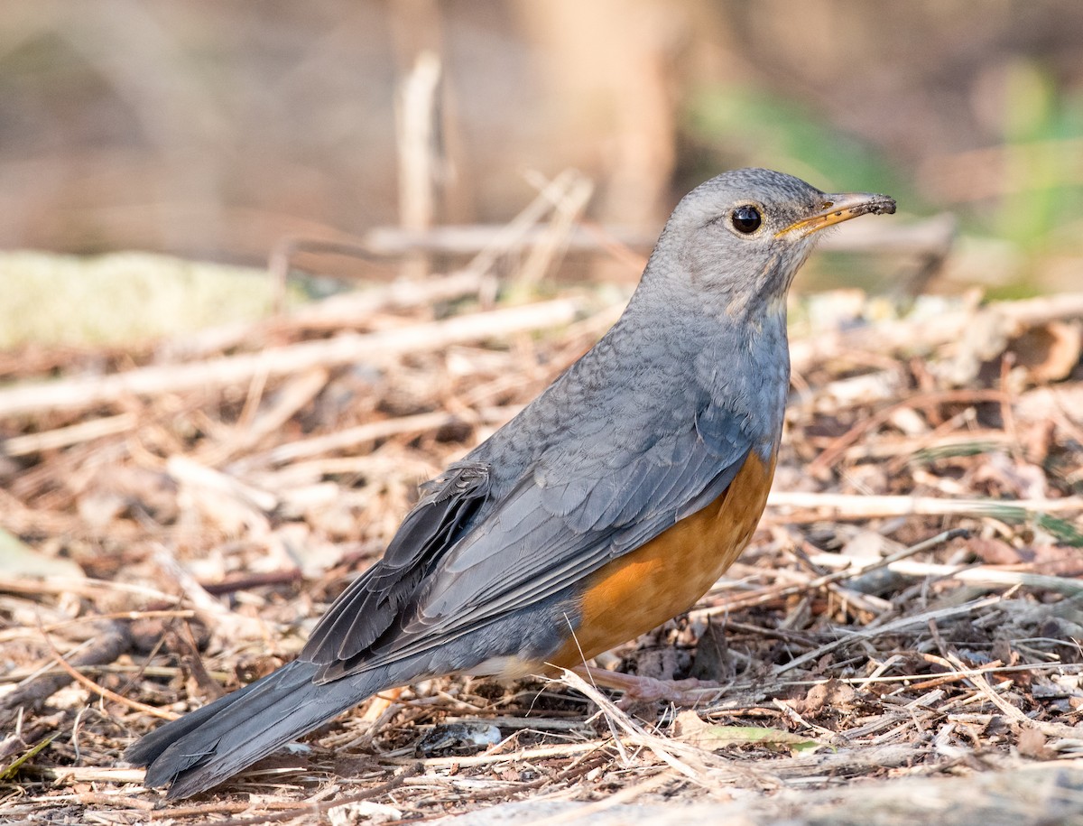 Gray-backed Thrush - ML63352881