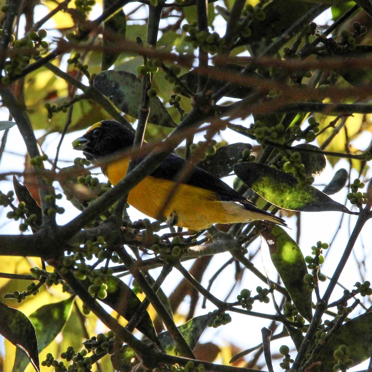 West Mexican Euphonia - ML633528831