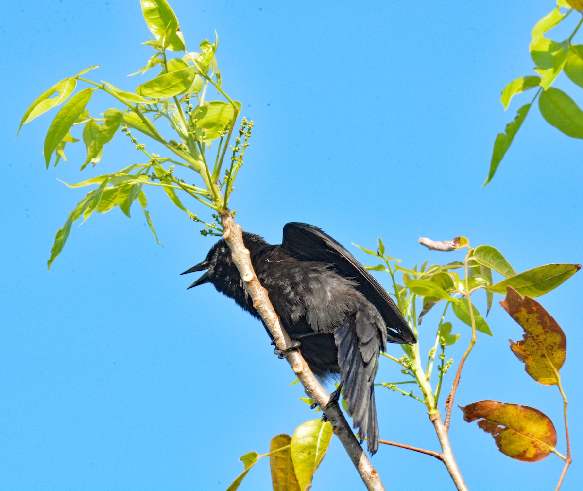 Red-shouldered Blackbird - ML633528948