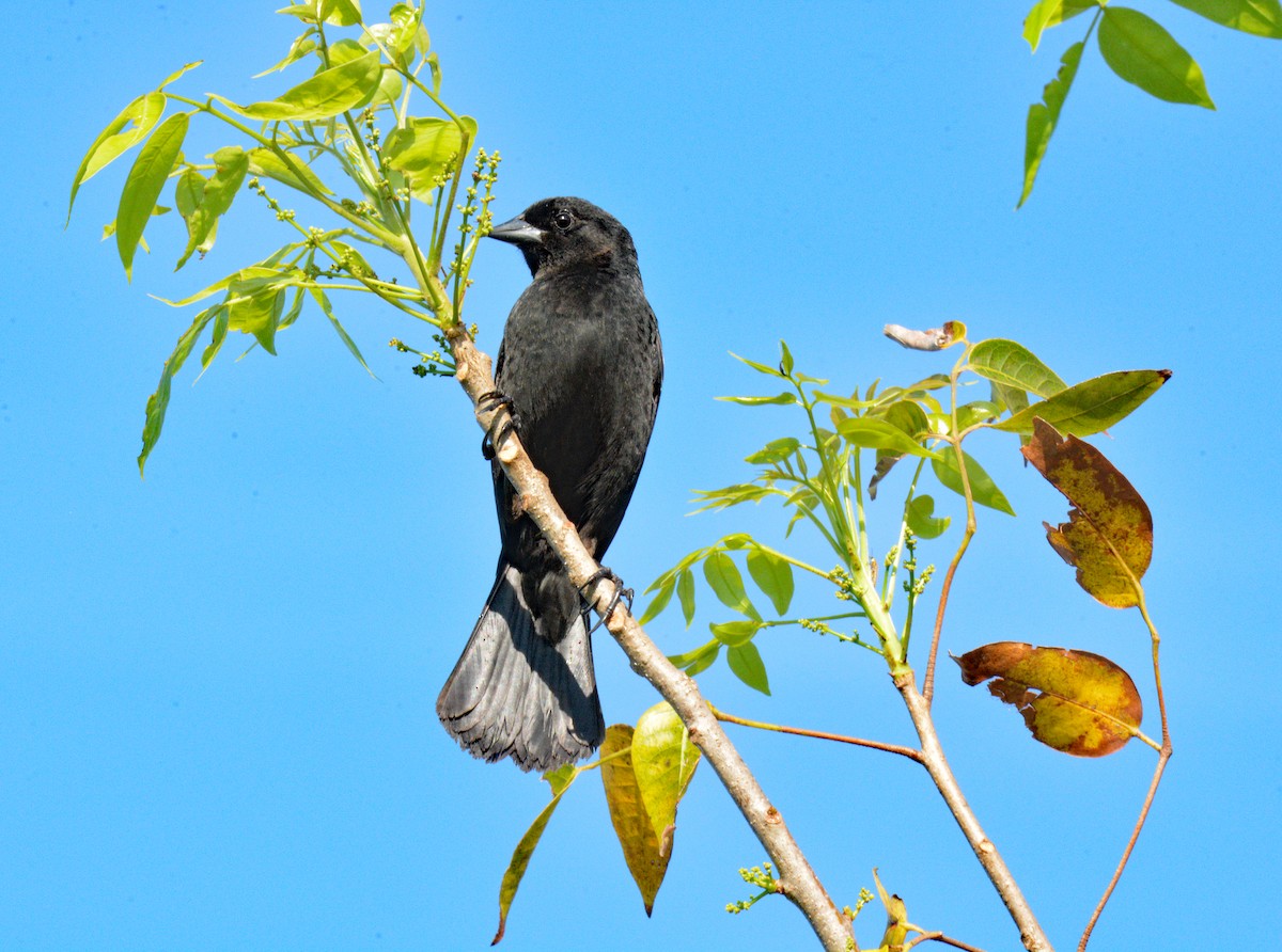 Red-shouldered Blackbird - ML633528952