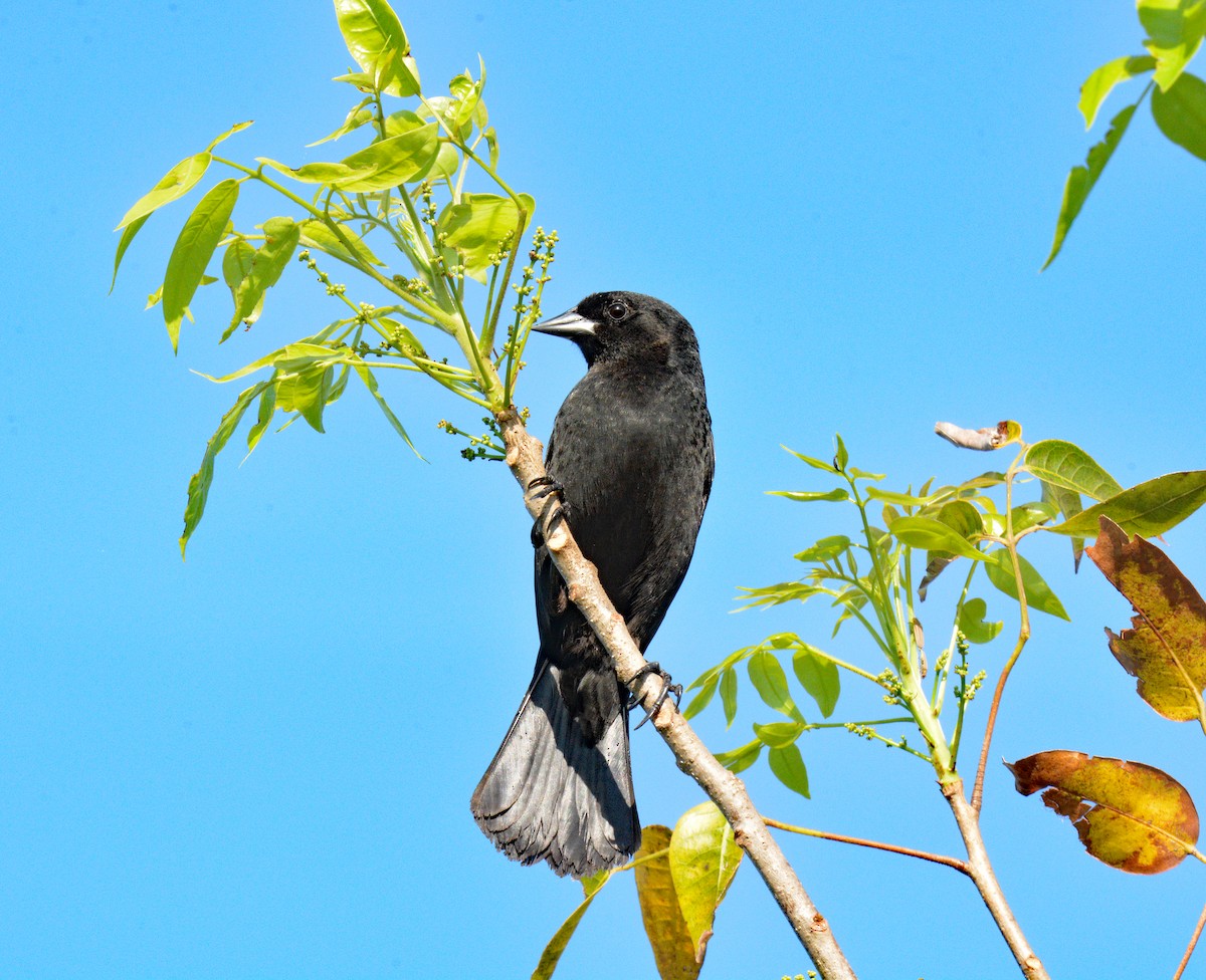 Red-shouldered Blackbird - ML633528953