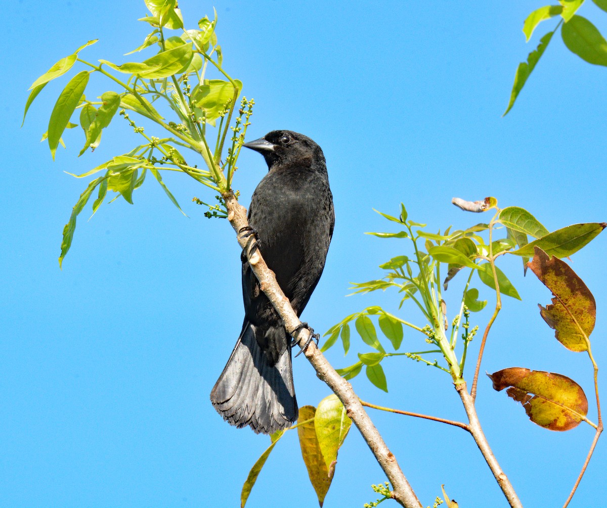 Red-shouldered Blackbird - ML633528954