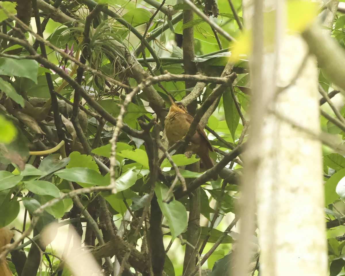 Fawn-throated Foliage-gleaner (Mexican) - ML633528955