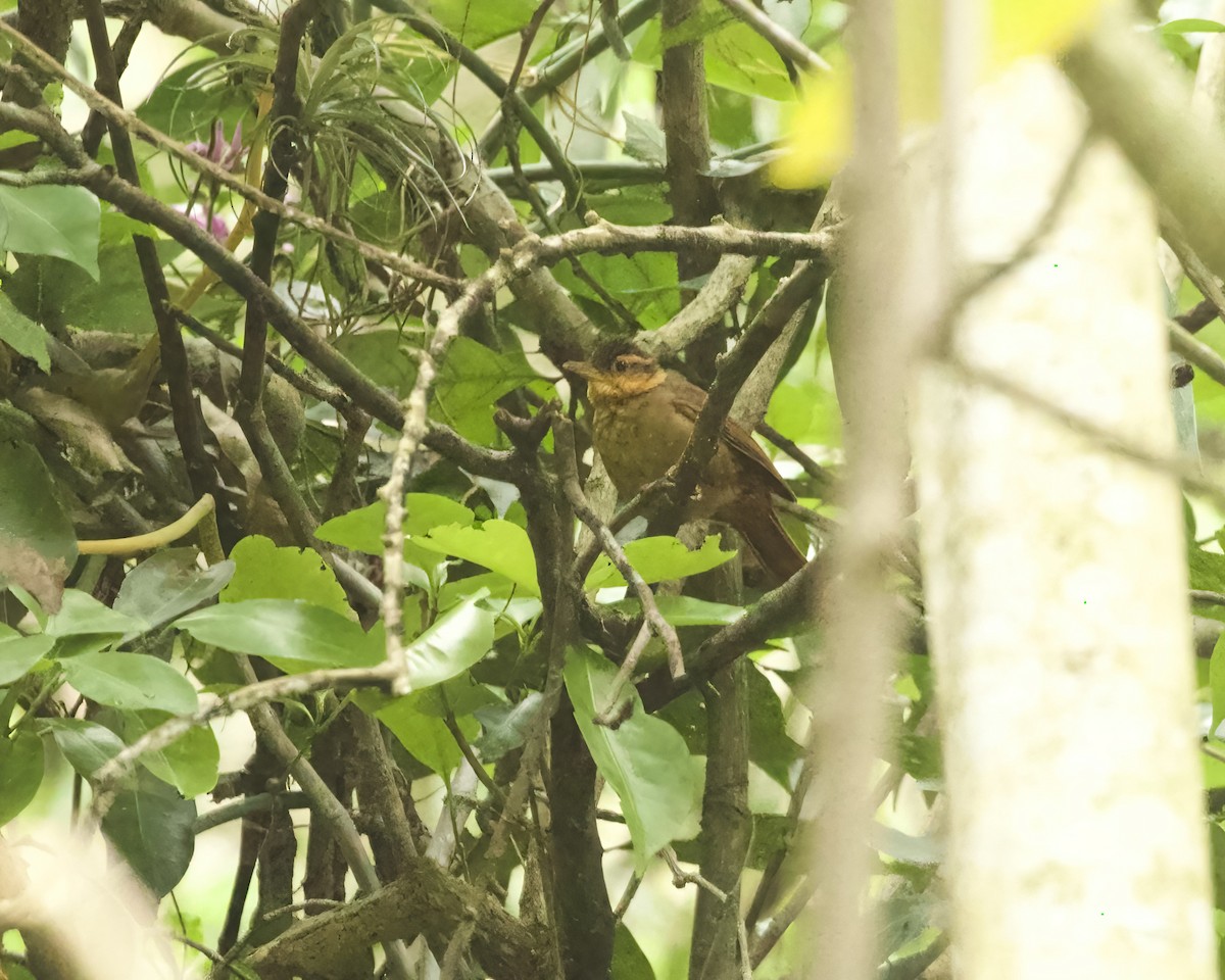 Fawn-throated Foliage-gleaner (Mexican) - ML633528957