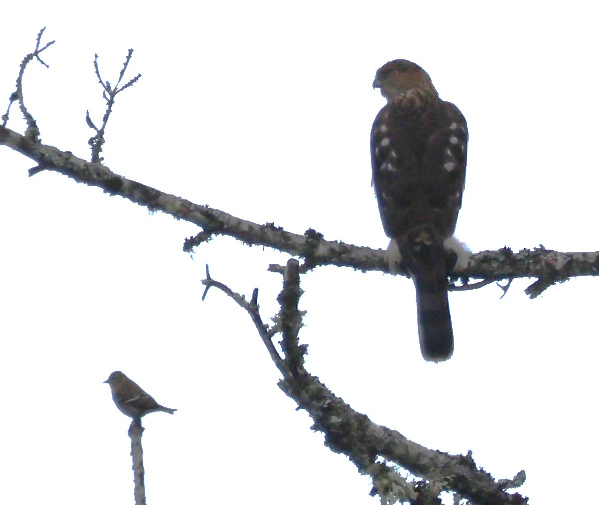 Sharp-shinned Hawk - ML633529003