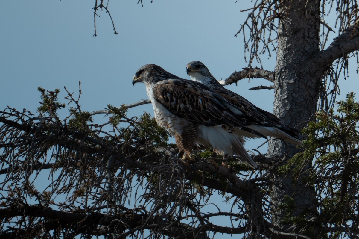Ferruginous Hawk - ML633529072