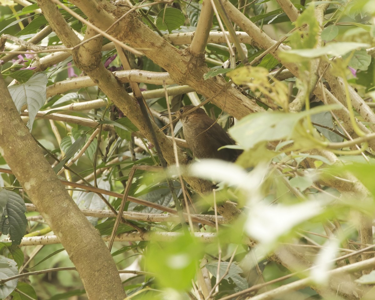 Nava's Wren - ML633529140
