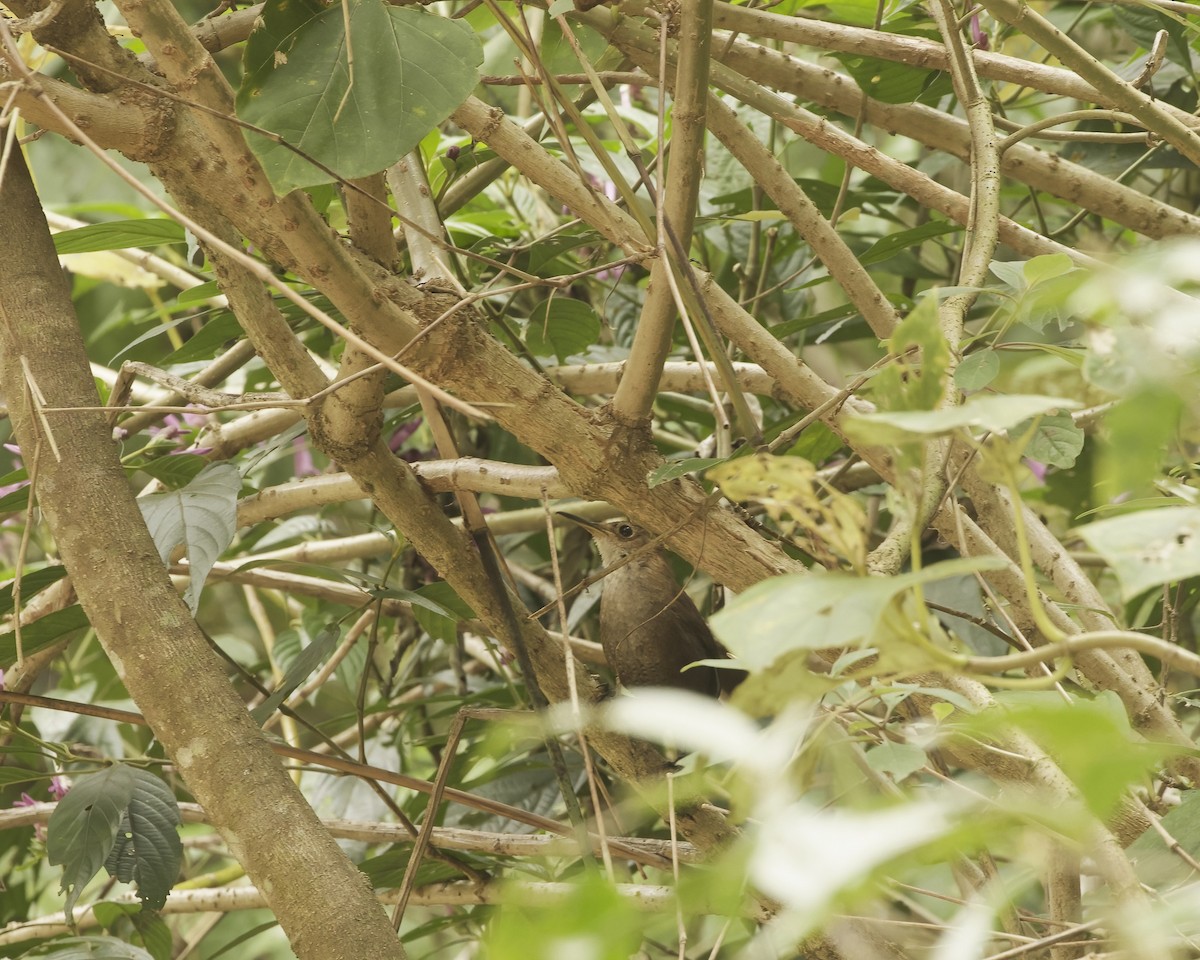 Nava's Wren - ML633529141