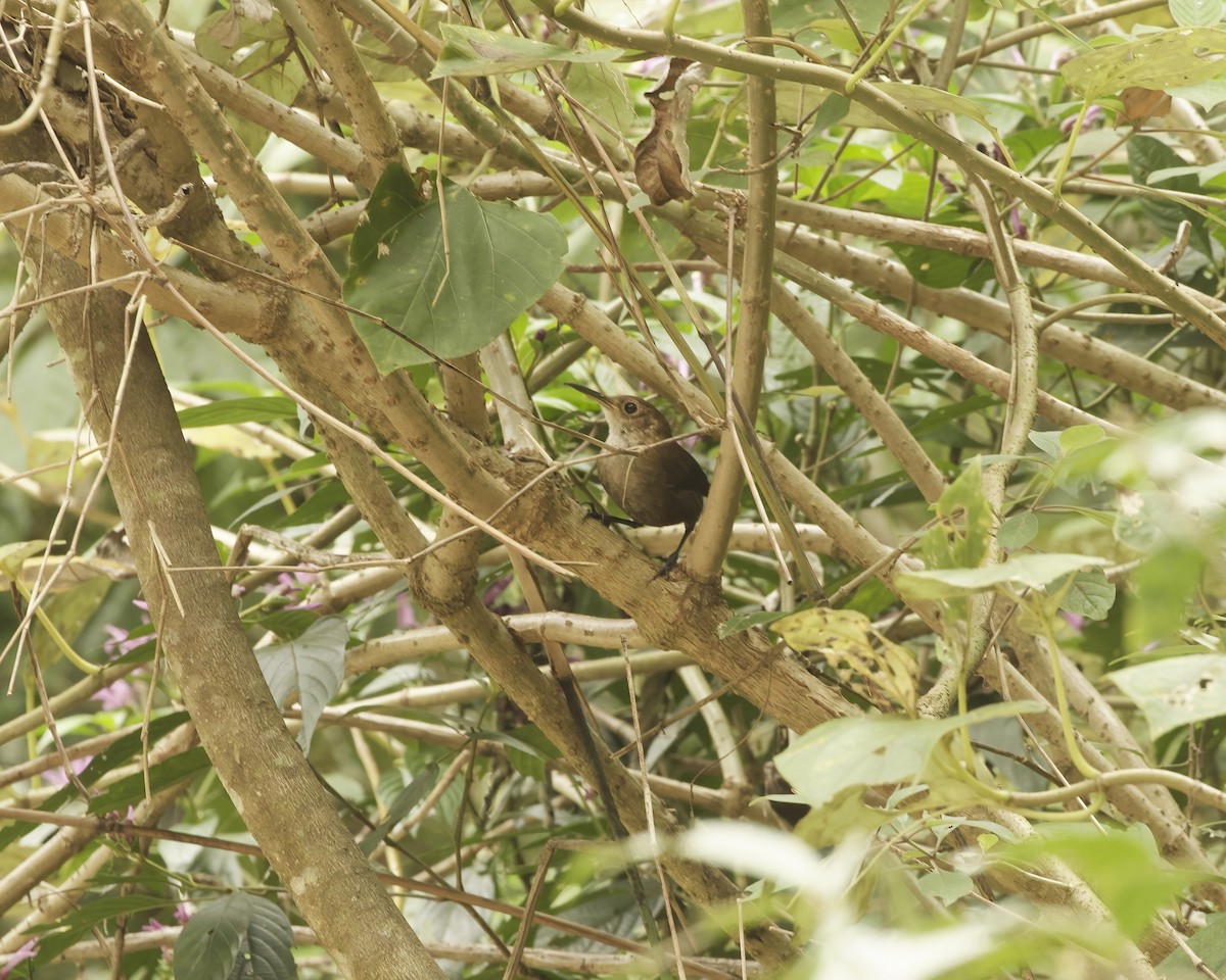 Nava's Wren - ML633529142