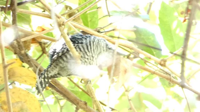 Barred Antshrike - ML633529442