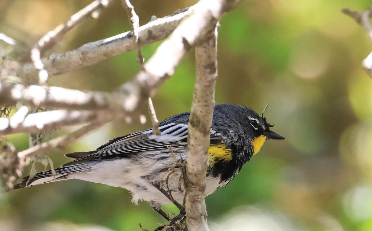 Yellow-rumped Warbler (Audubon's) - ML633529692