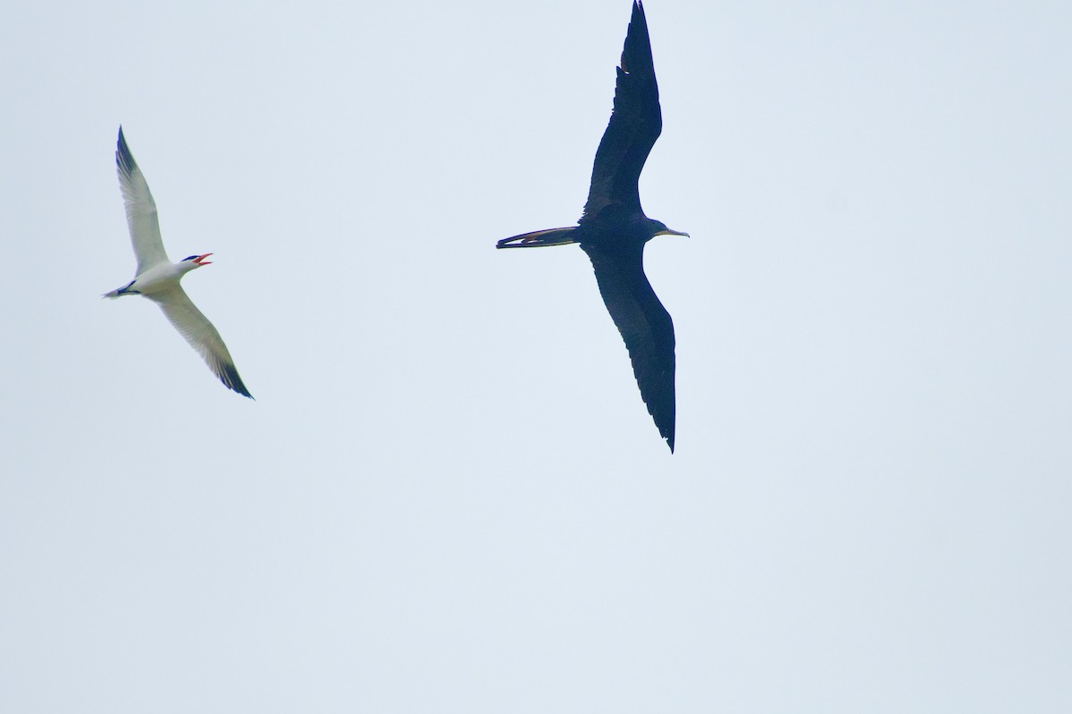 Magnificent Frigatebird - ML633529836