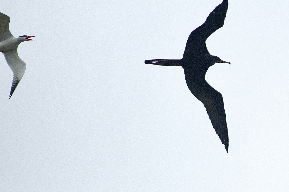 Magnificent Frigatebird - ML633529837