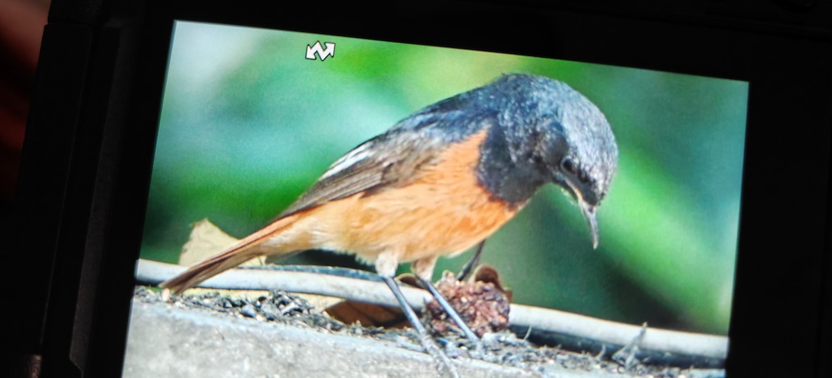 Hodgson's Redstart - ML633529870