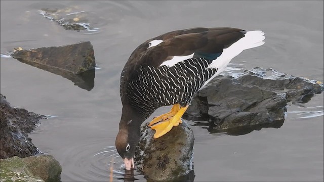 Kelp Goose - ML633529922