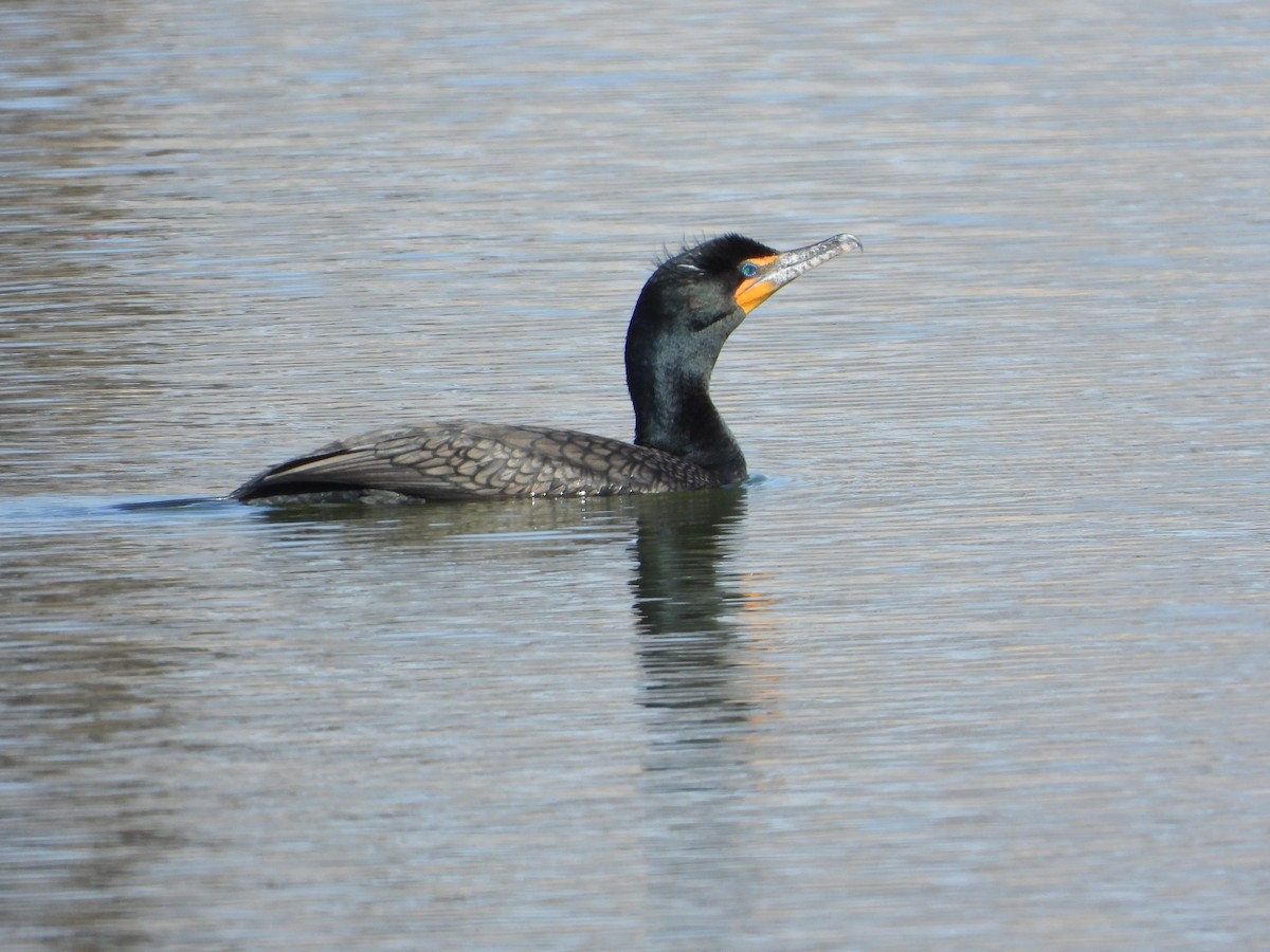 Double-crested Cormorant - ML633529958