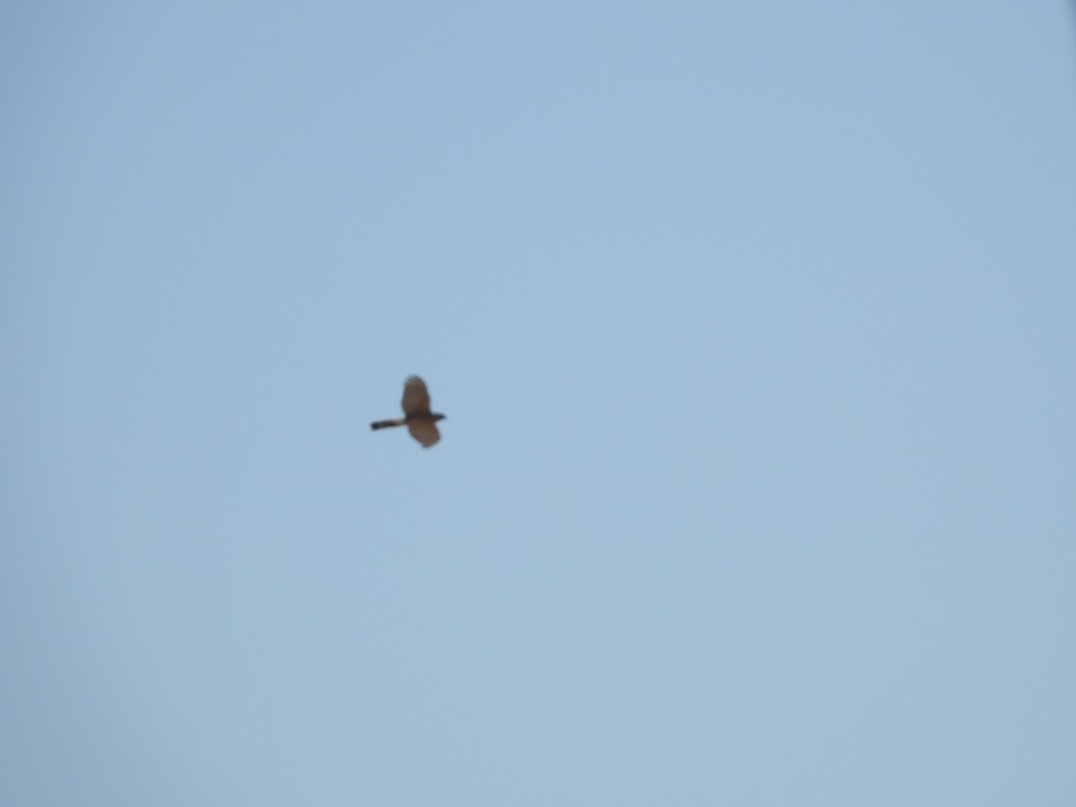 Cooper's Hawk - ML633529968
