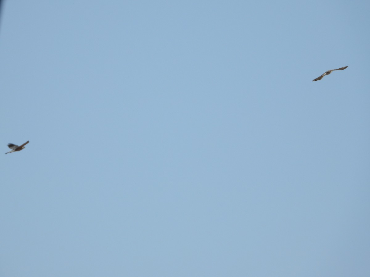 Cooper's Hawk - ML633529969
