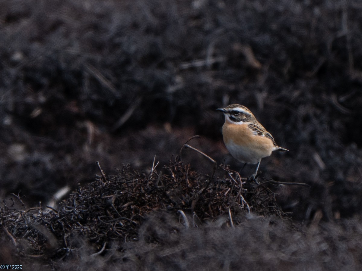 Whinchat - ML633529999
