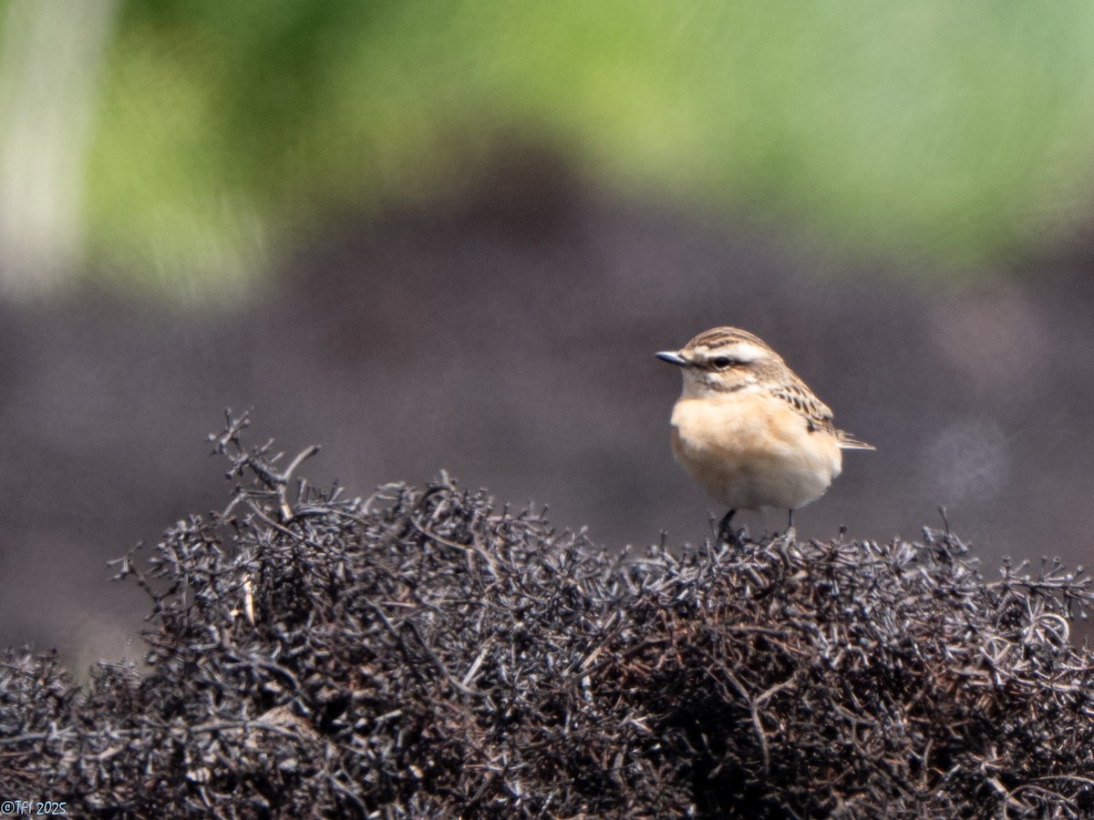 Whinchat - ML633530003