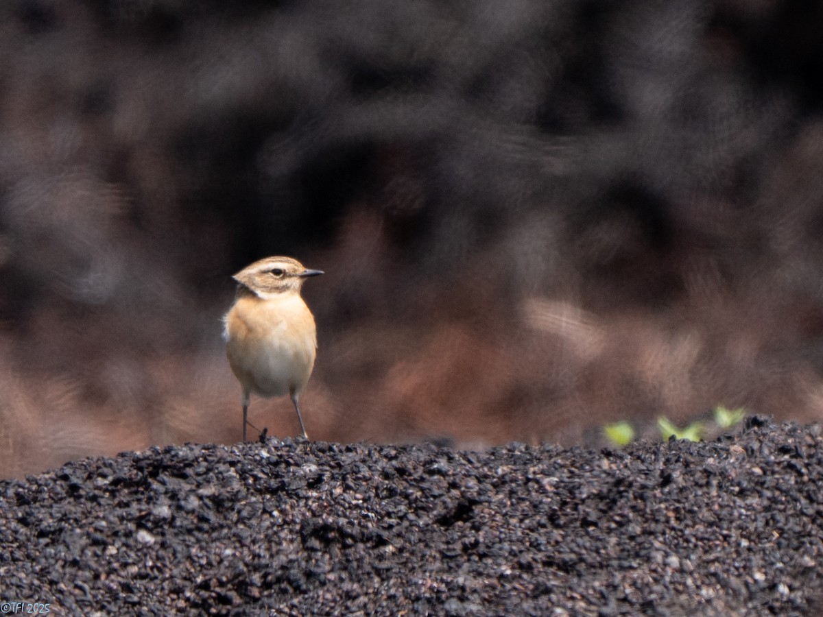 Whinchat - ML633530006