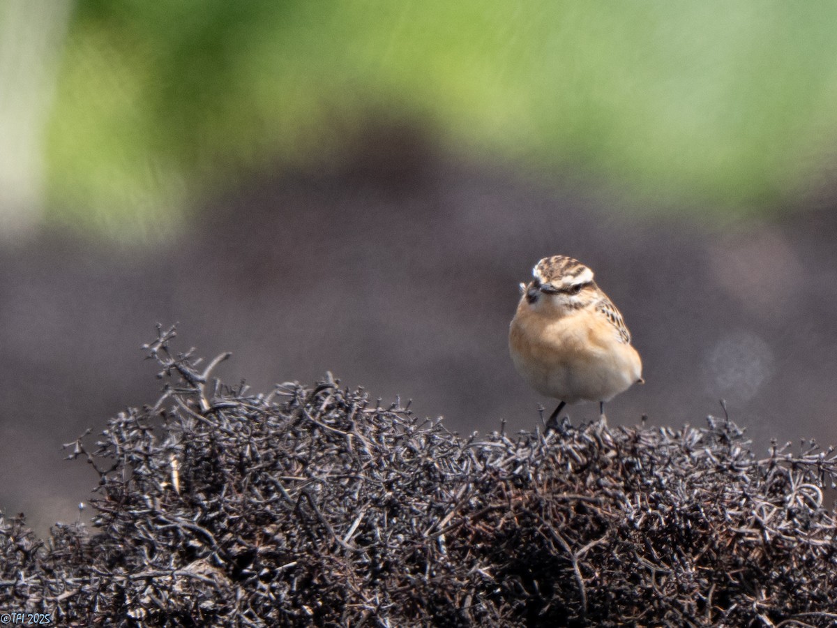 Whinchat - ML633530008