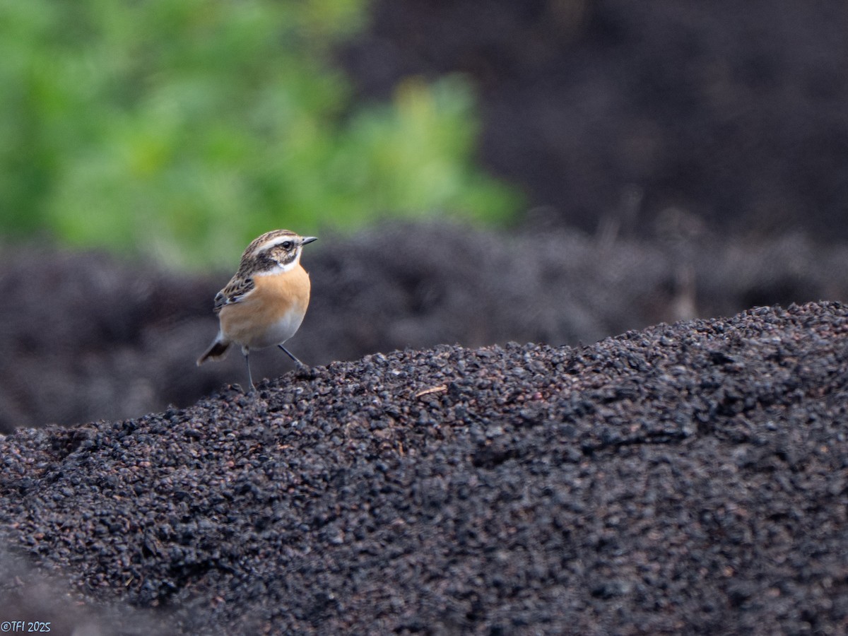 Whinchat - ML633530018