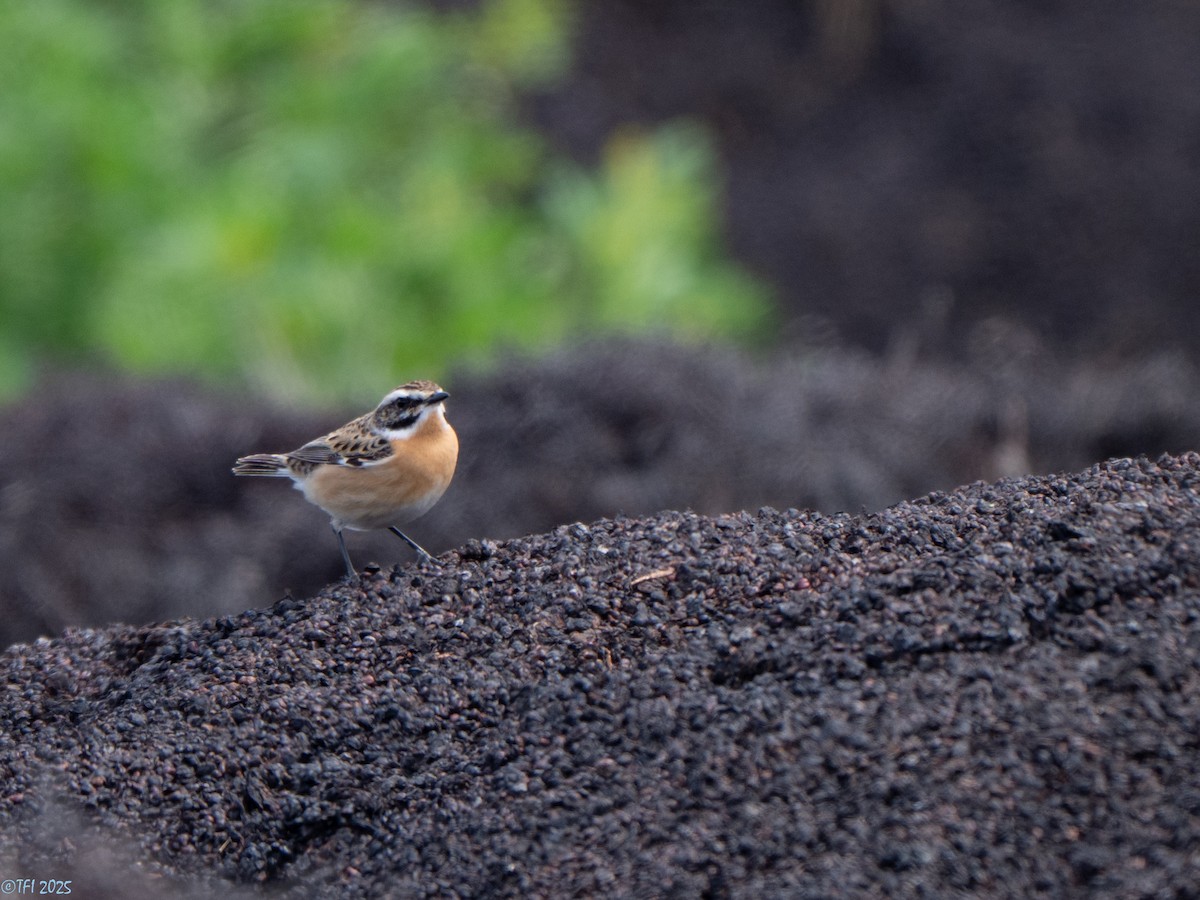 Whinchat - ML633530019