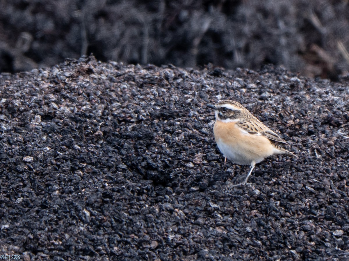 Whinchat - ML633530023