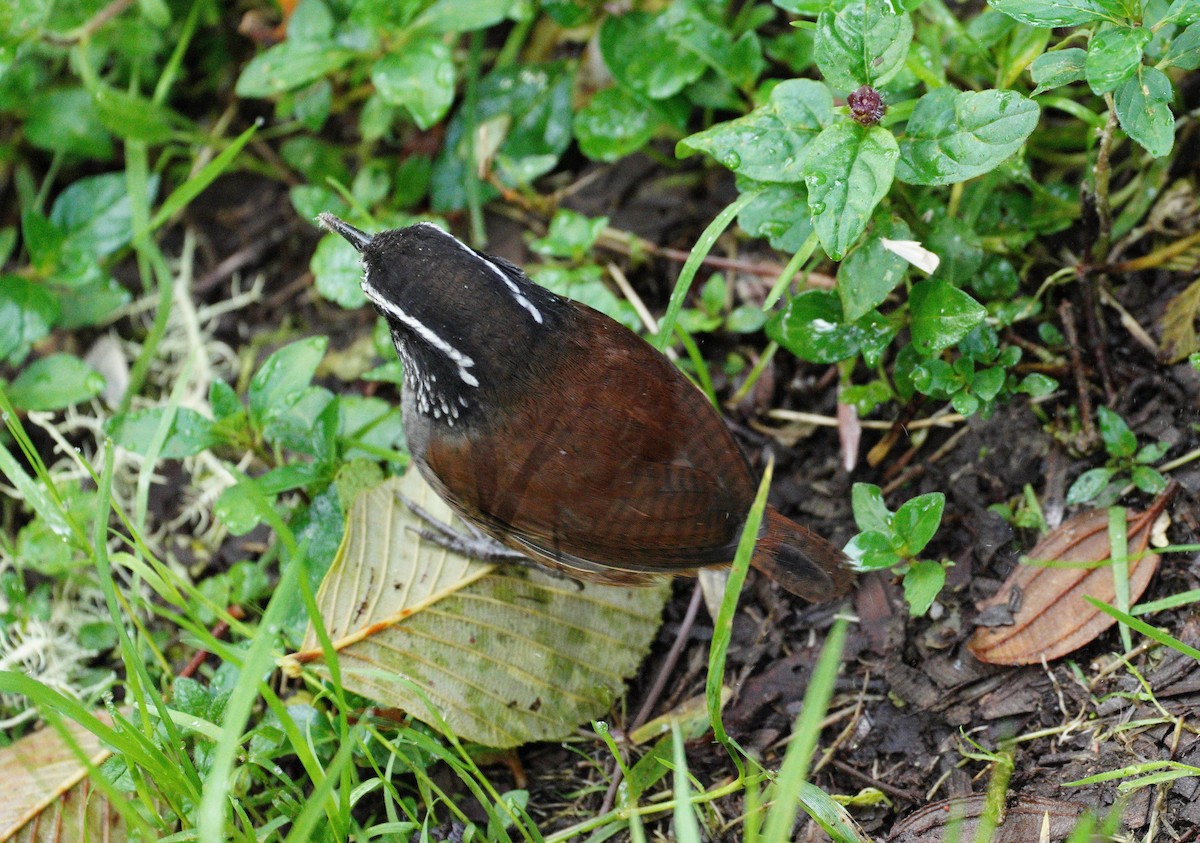 střízlík šedoprsý - ML633530143