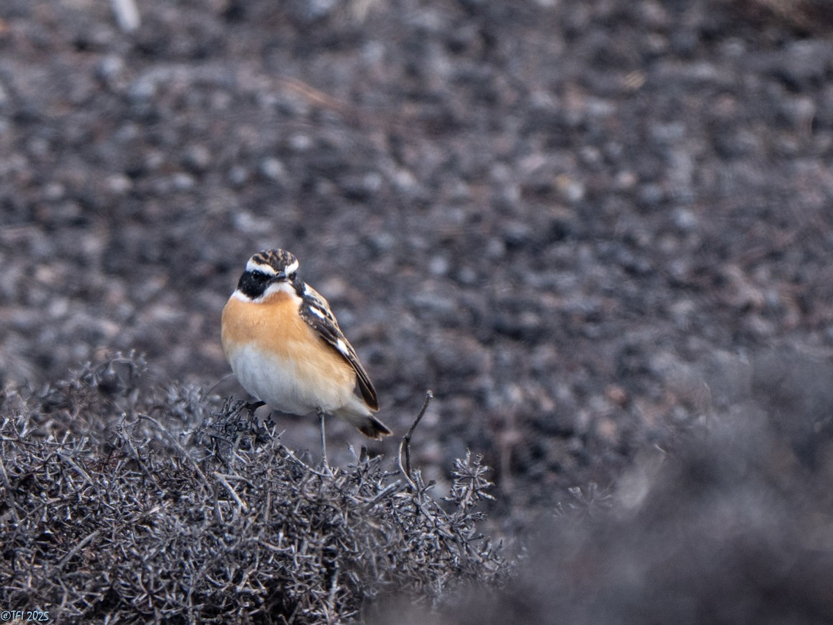 Whinchat - ML633530221