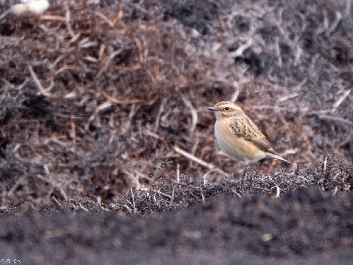 Whinchat - ML633530226