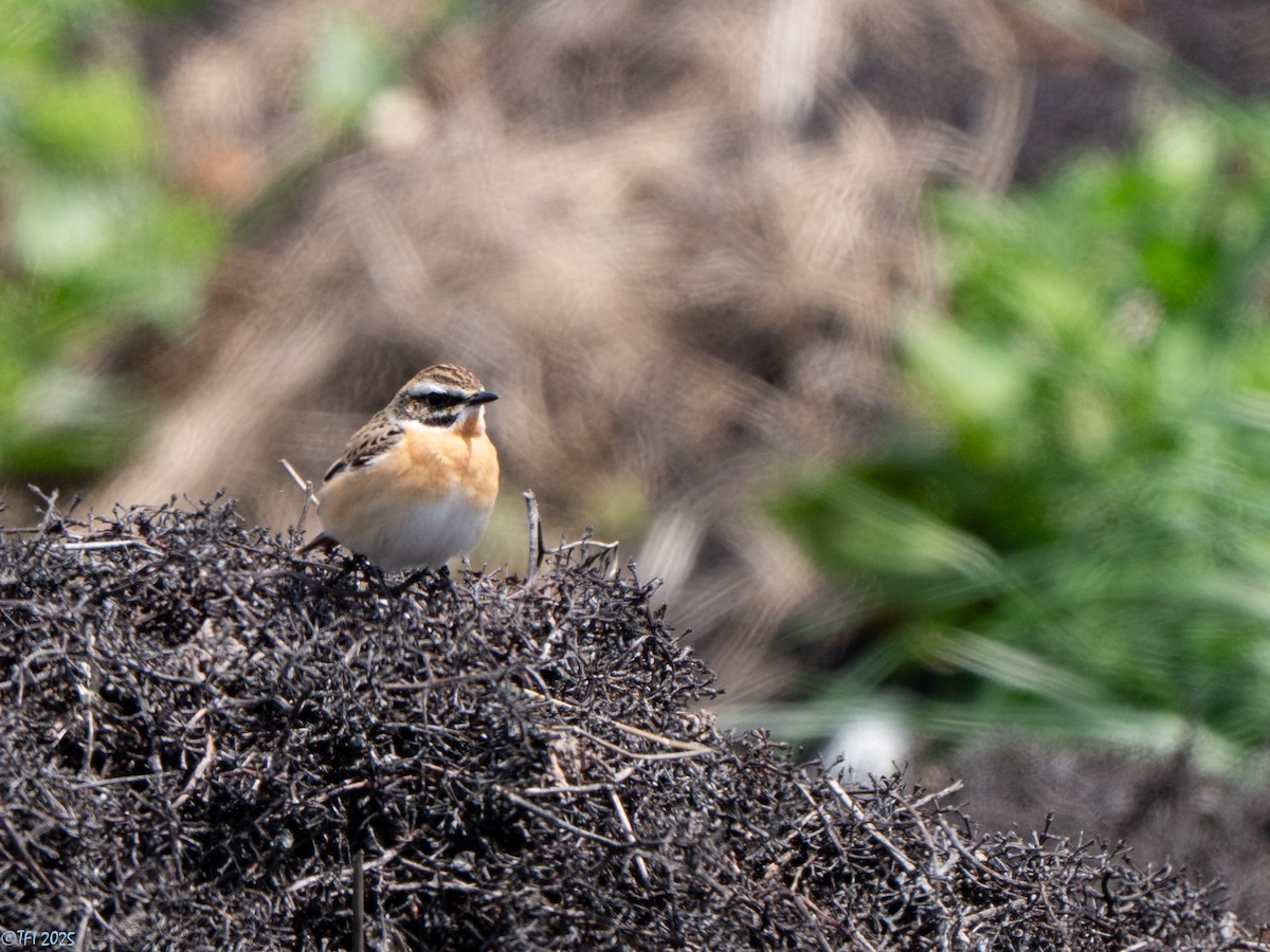 Whinchat - ML633530227