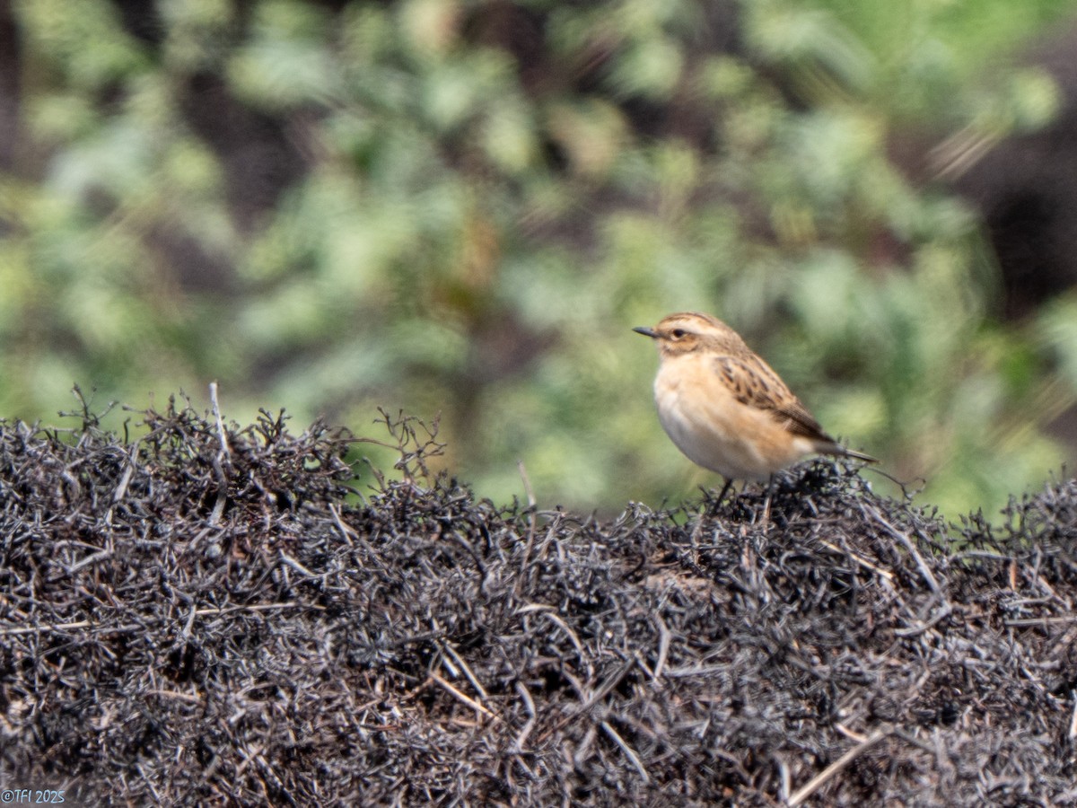 Whinchat - ML633530228
