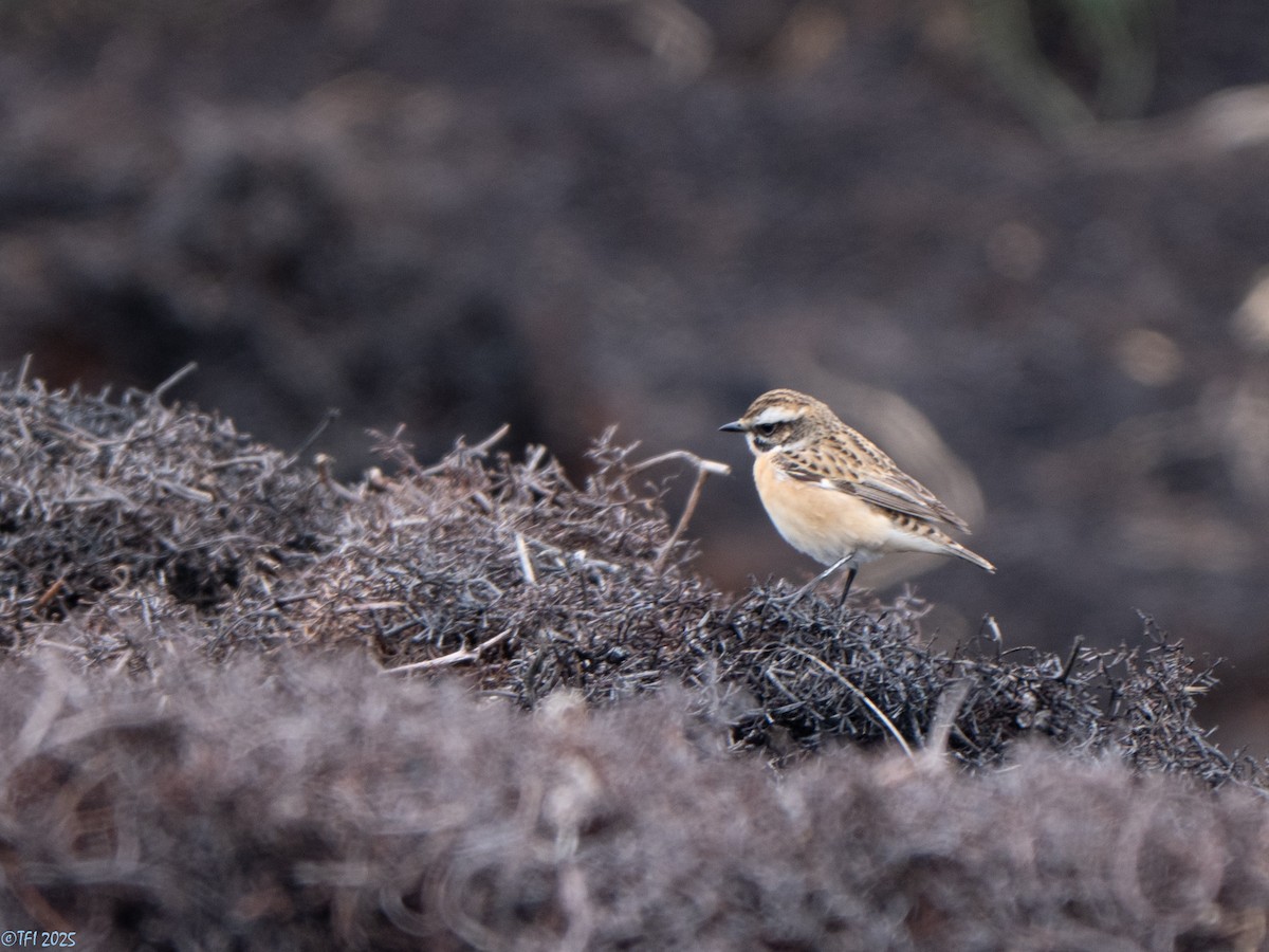 Whinchat - ML633530230