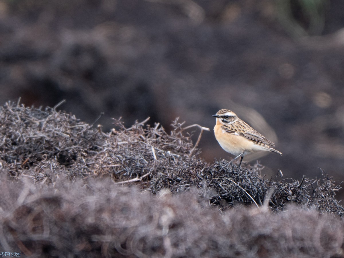 Whinchat - ML633530234