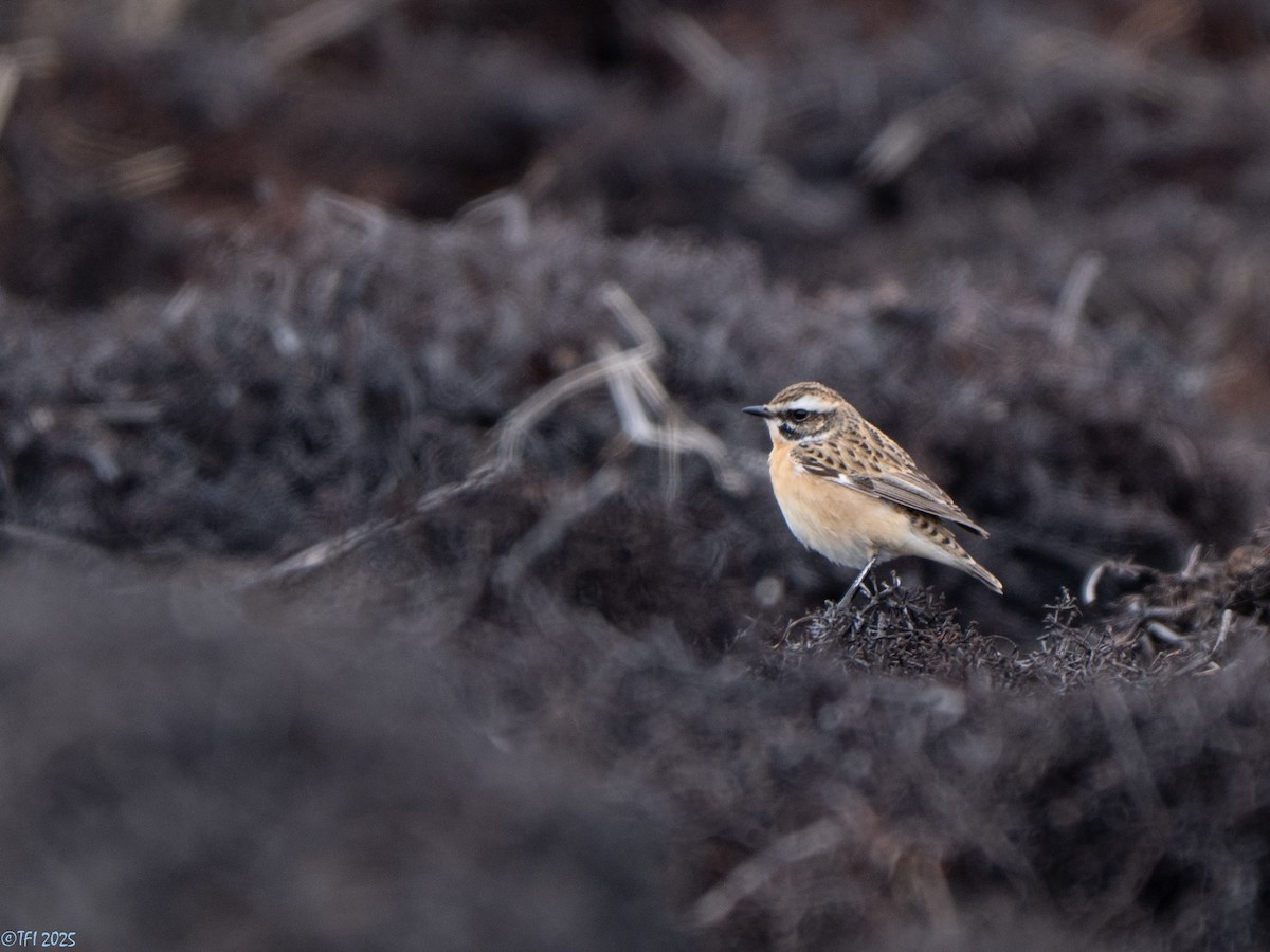 Whinchat - ML633530242