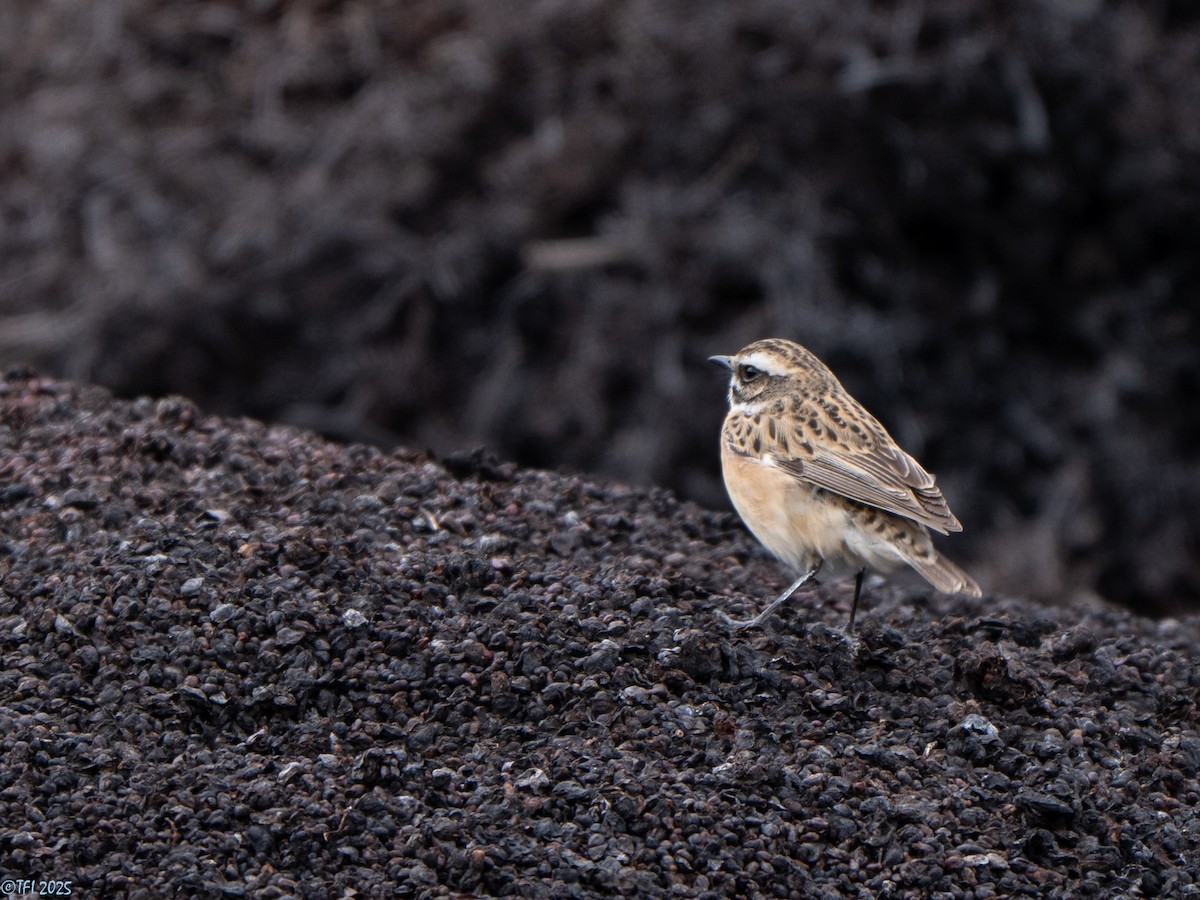 Whinchat - ML633530244