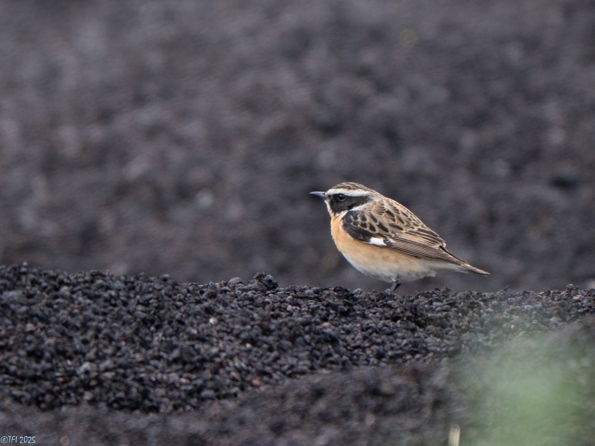 Whinchat - ML633530245