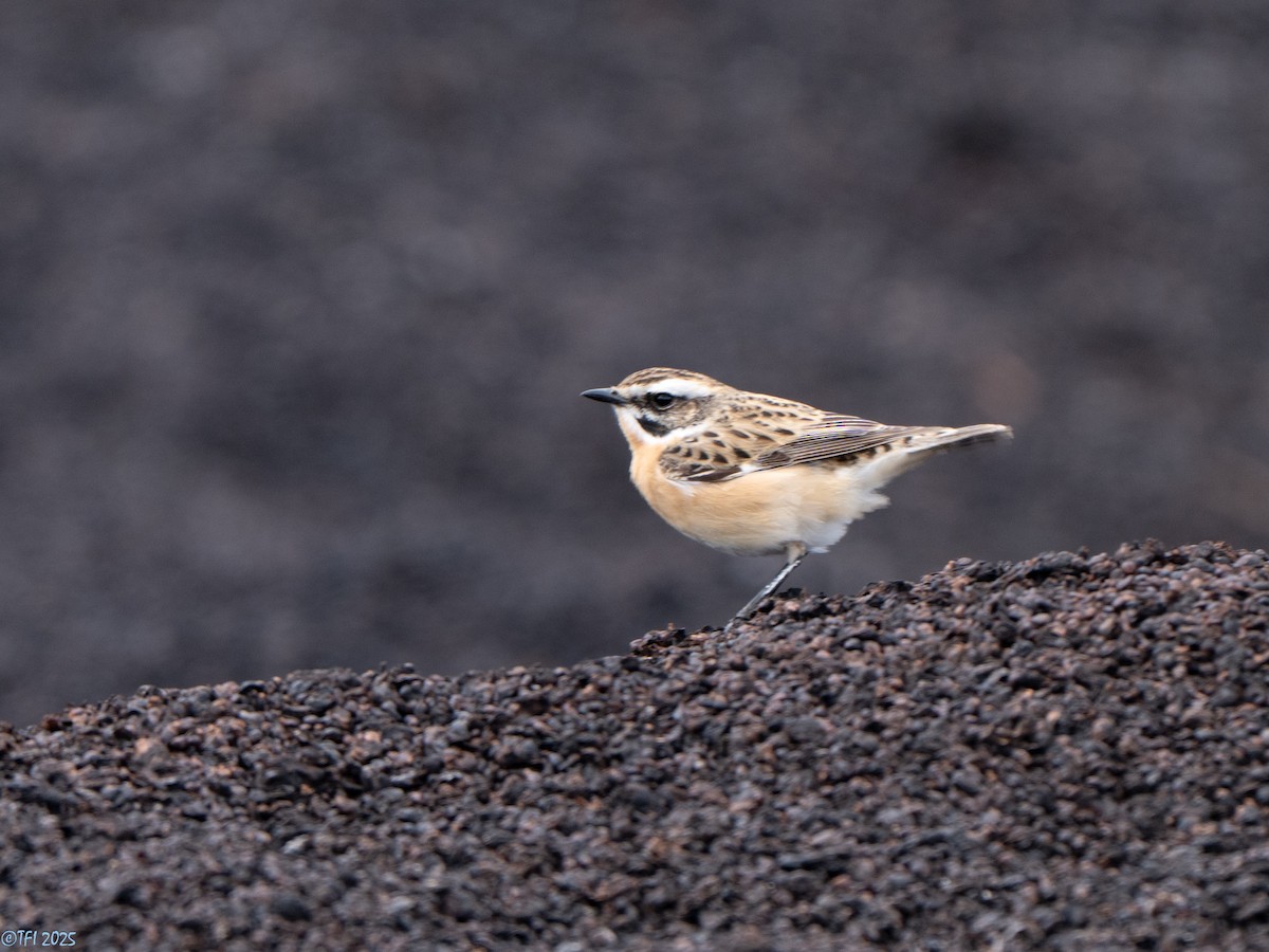 Whinchat - ML633530246