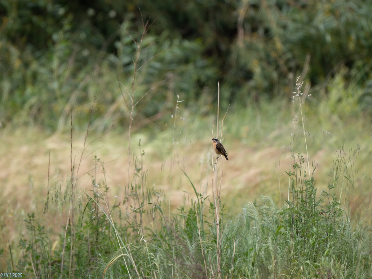 Whinchat - ML633530248
