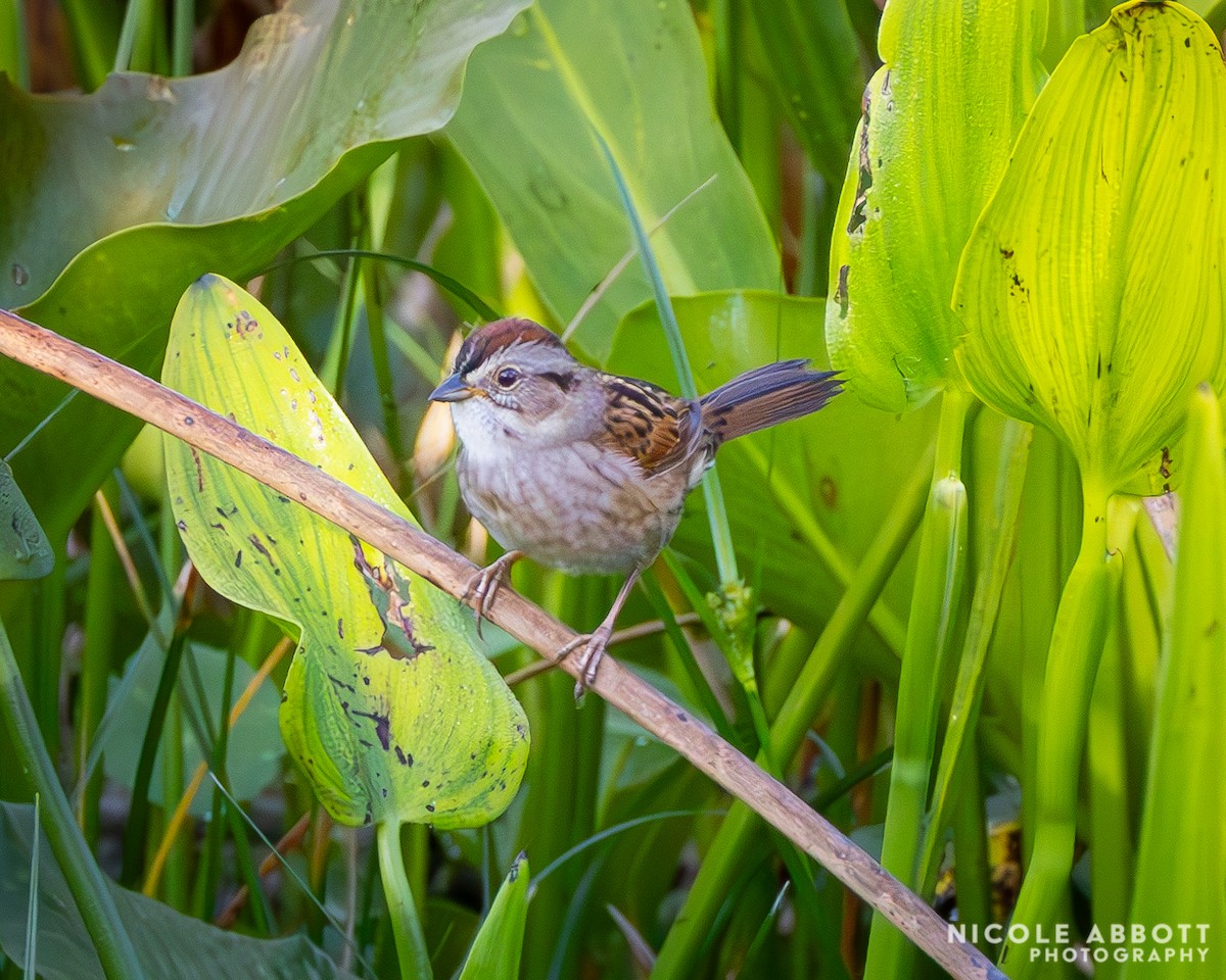Swamp Sparrow - ML633530404