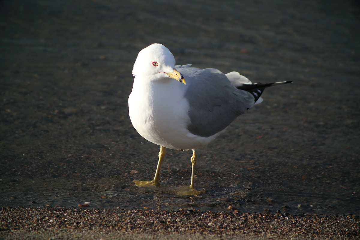 Ring-billed Gull - ML633530411