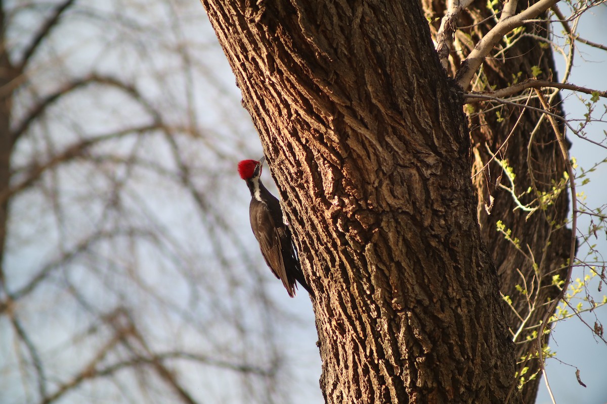 Pileated Woodpecker - ML633530417