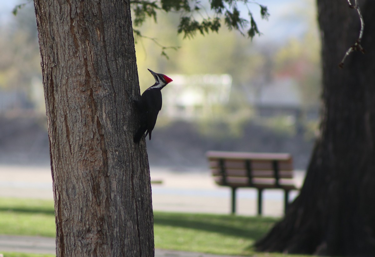 Pileated Woodpecker - ML633530425
