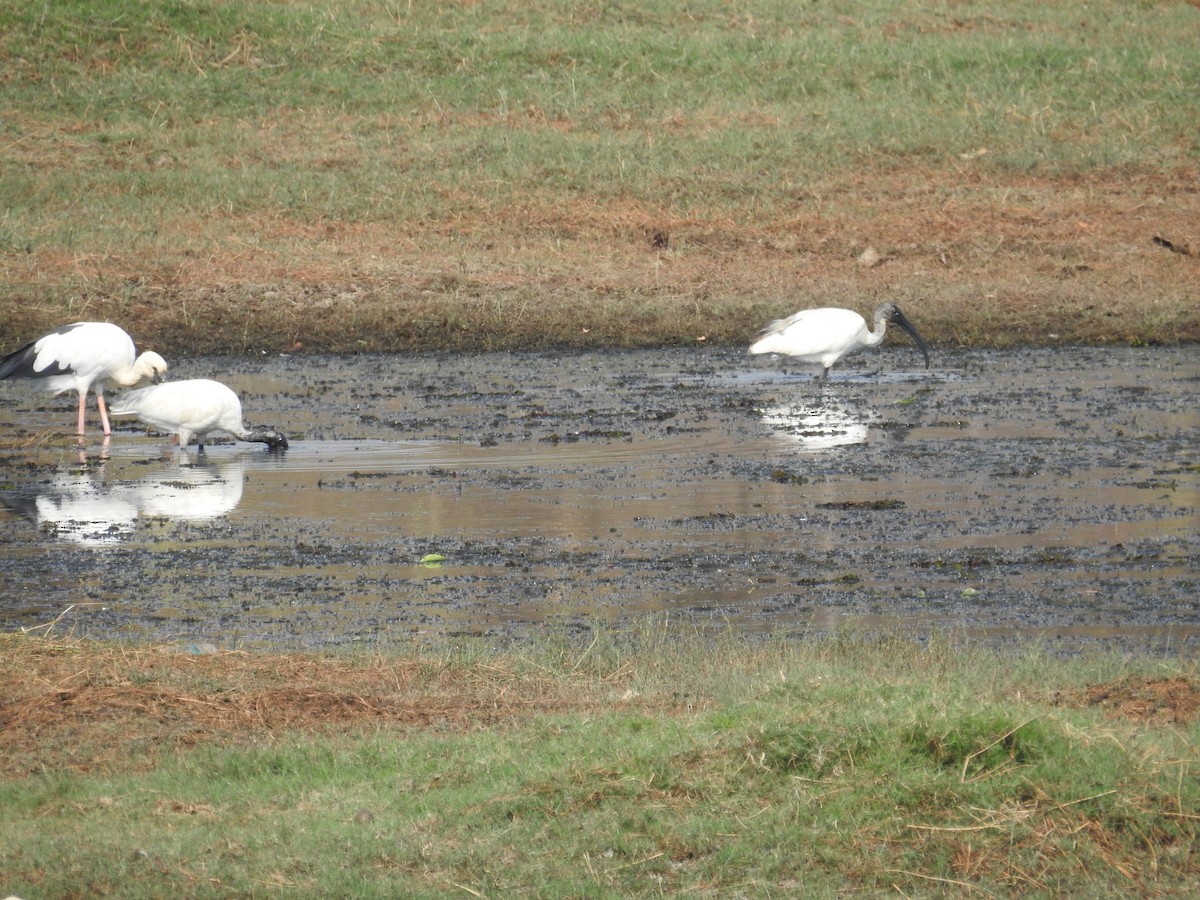 Black-headed Ibis - Shubham Giri