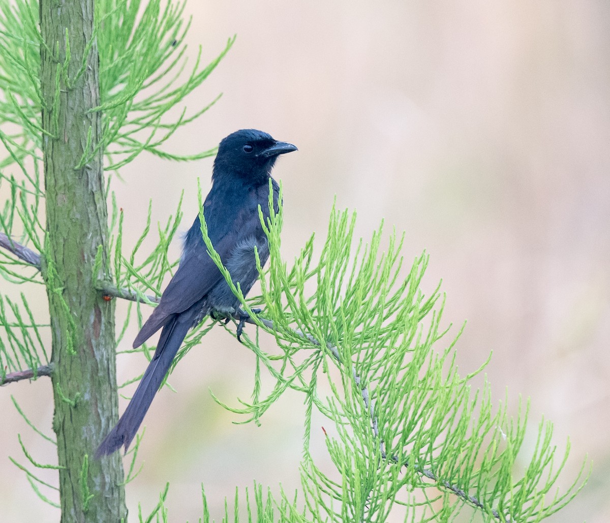 Black Drongo - Kai Pflug