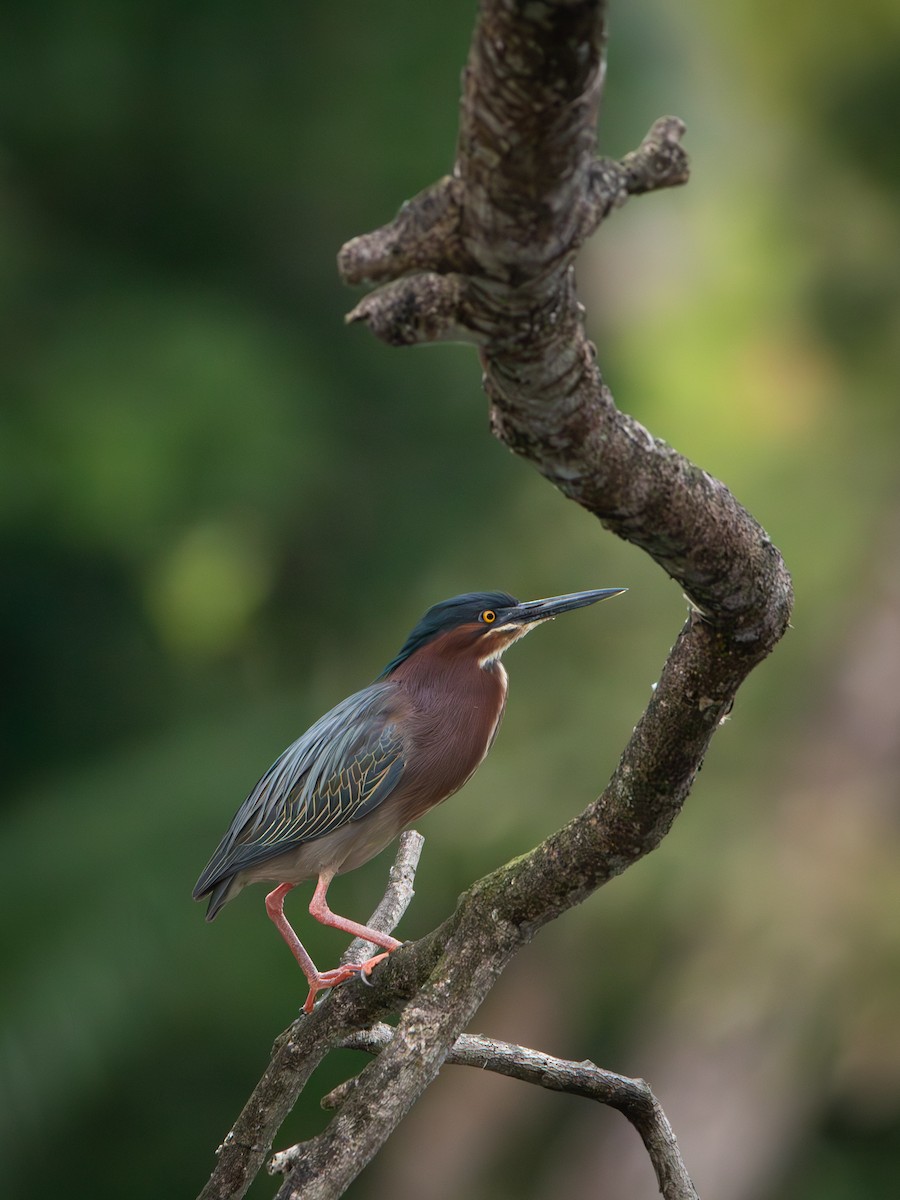 Green Heron - ML633530628