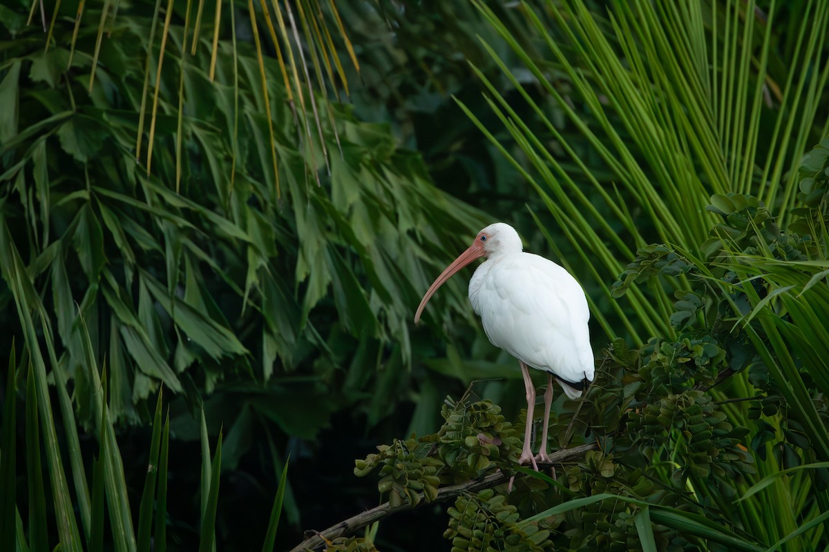 White Ibis - ML633530634