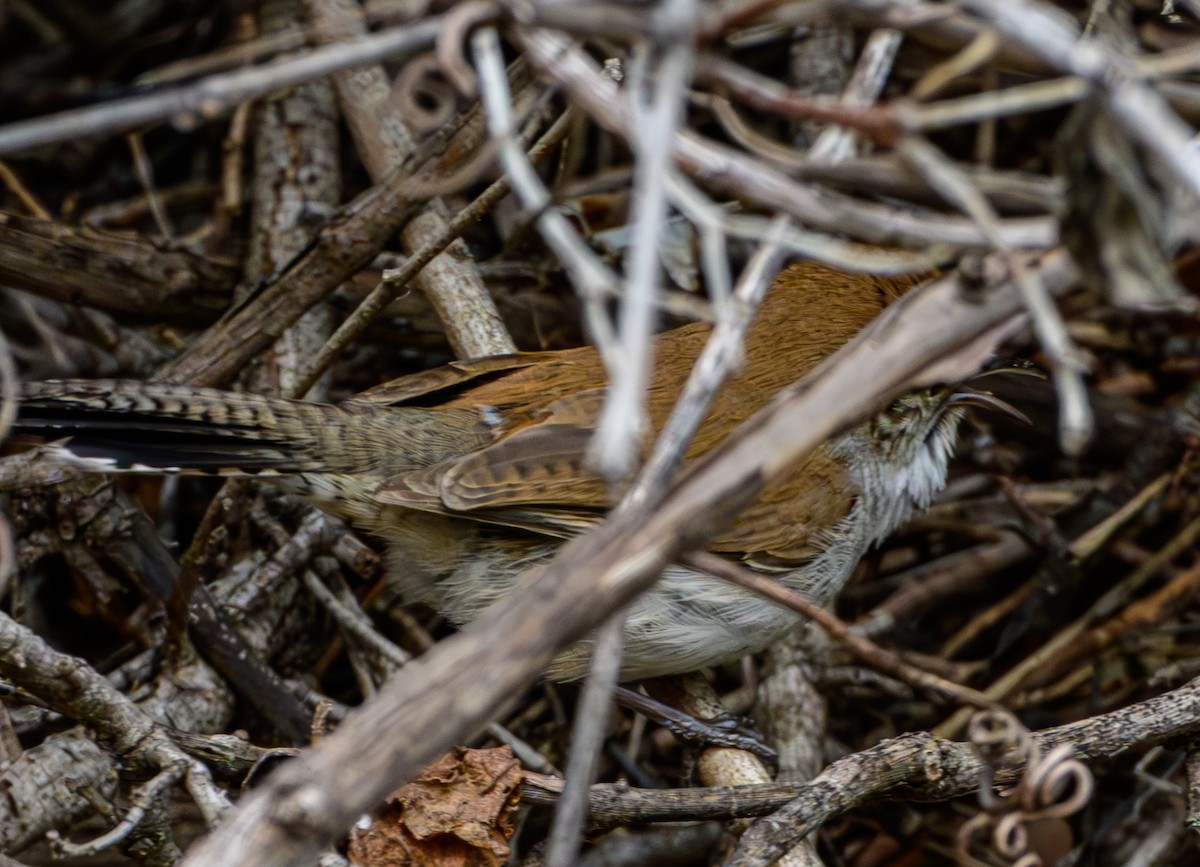 Bewick's Wren - ML633530666